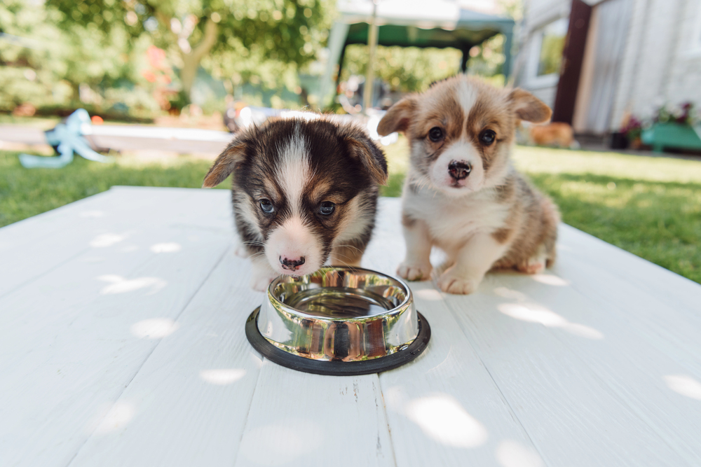 filtered water for pets